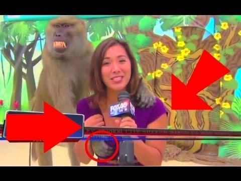 Unforgettable Moments Caught on Live TV - Awkward Moments and Funny Animals Edition